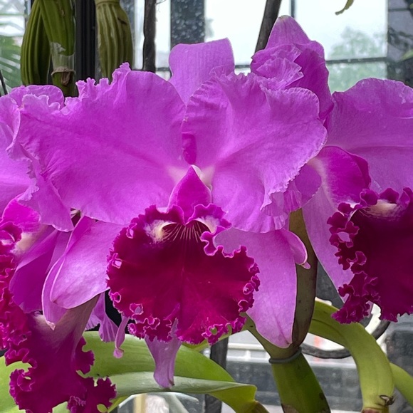 HELENA 💫💓POSH AMBASSADOR 💫💐 - Picture 7 of 16